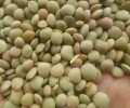 чечевица зеленая 6+ мм