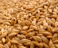 Ячмень зерно