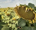 Казачий Скормас