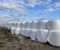 Жом свекловичный консервированный