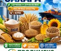 Сахар, зерновые и зернобобовые, масличные культуры, корма