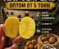 Картофель